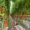 Ein Gewächshaus voller Tomatenpflanzen: Lange Reihen von Tomaten hängen an grünen Ranken, gestützt von weißen Metallgestellen. Die Früchte befinden sich in verschiedenen Reifestadien – von grün über gelb bis tiefrot. Der Boden ist mit Blättern bedeckt, während in der Mitte Schienen für Transportwagen verlaufen. Die dichte Bepflanzung erstreckt sich in die Ferne, wodurch die Größe der Anlage sichtbar wird.