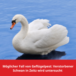 Ein weißer Schwan schwimmt auf einer ruhigen Wasseroberfläche. Sein Kopf ist leicht nach unten geneigt, der Schnabel ist orange mit einer schwarzen Markierung an der Basis. Die Flügel sind leicht angehoben, das Wasser reflektiert die Umgebung in sanften Blautönen. Am unteren Rand des Bildes befindet sich eine rote Textbox mit der Aufschrift: „Möglicher Fall von Geflügelpest: Verstorbener Schwan in Zeitz wird untersucht.