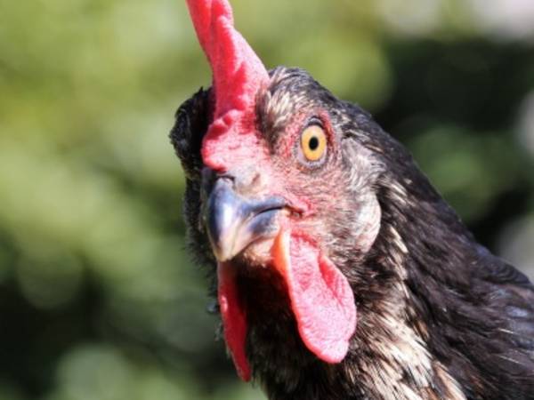 Sämtliches Geflügel darf wieder im Freien gehalten werden.