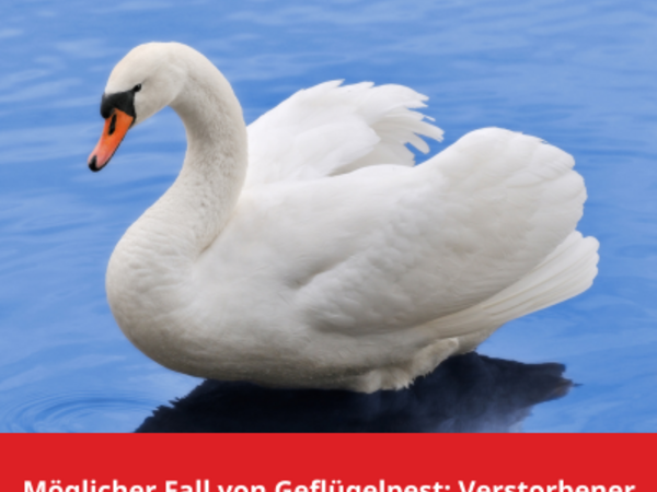 Ein weißer Schwan schwimmt auf einer ruhigen Wasseroberfläche. Sein Kopf ist leicht nach unten geneigt, der Schnabel ist orange mit einer schwarzen Markierung an der Basis. Die Flügel sind leicht angehoben, das Wasser reflektiert die Umgebung in sanften Blautönen. Am unteren Rand des Bildes befindet sich eine rote Textbox mit der Aufschrift: „Möglicher Fall von Geflügelpest: Verstorbener Schwan in Zeitz wird untersucht.