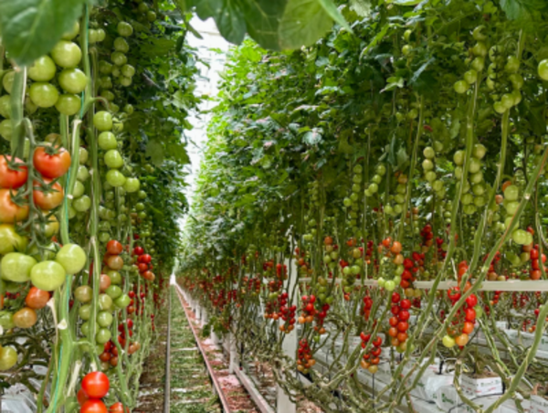 Ein Gewächshaus voller Tomatenpflanzen: Lange Reihen von Tomaten hängen an grünen Ranken, gestützt von weißen Metallgestellen. Die Früchte befinden sich in verschiedenen Reifestadien – von grün über gelb bis tiefrot. Der Boden ist mit Blättern bedeckt, während in der Mitte Schienen für Transportwagen verlaufen. Die dichte Bepflanzung erstreckt sich in die Ferne, wodurch die Größe der Anlage sichtbar wird.